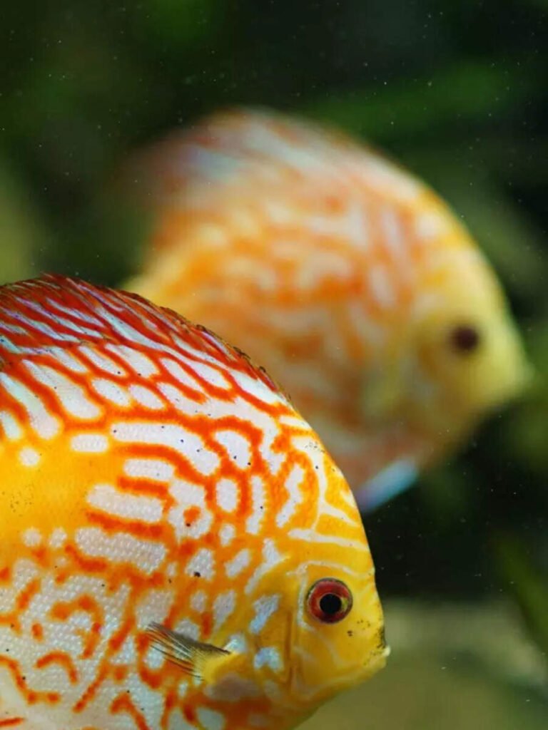 10 fishes beginners should NOT keep in home aquariums
