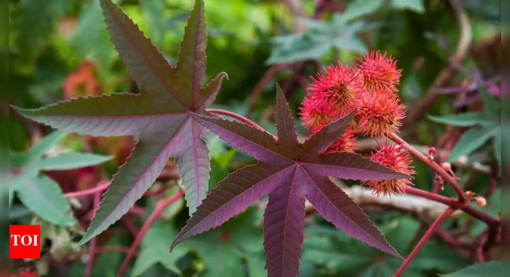7 beautiful but deadly poisonous plants you should never touch |