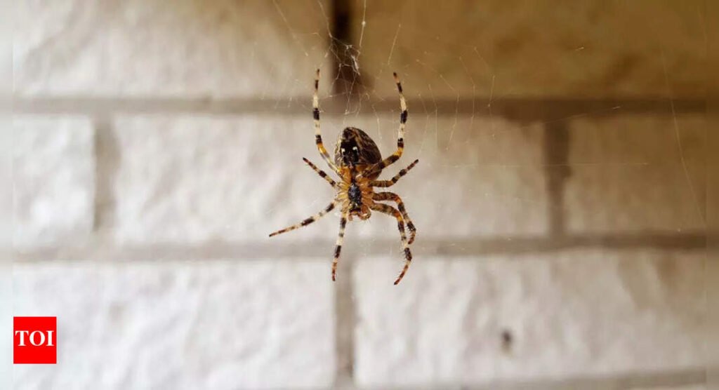 7 easy and effective home remedies to keep spiders out of your house |