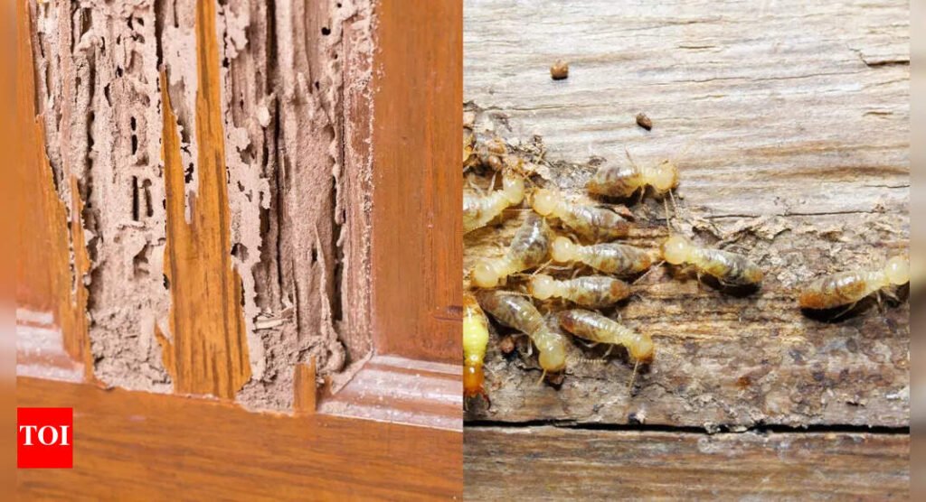 How to get rid of ‘deemak’ from wooden furniture: Easy and affordable remedies that work for termites |