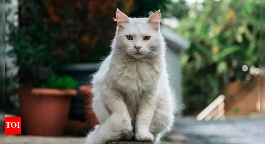 How to tell if your cat is dehydrated: 5 warning signs and how to treat it |