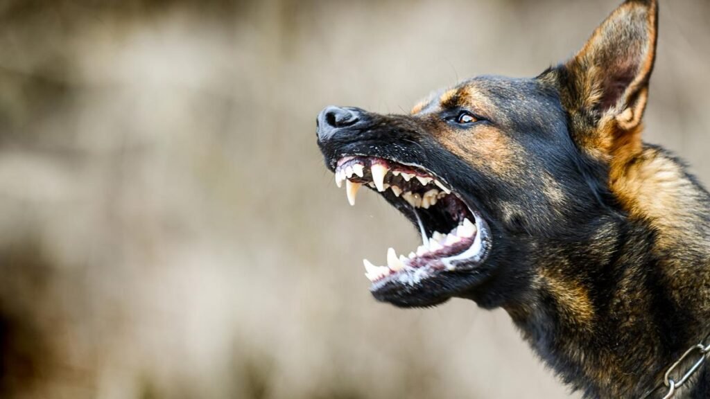 Mumbai man booked for unleashing dog on minor boy