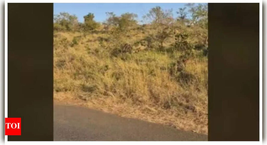 Optical illusion: Can you spot the hidden buffalo in under 5 seconds?