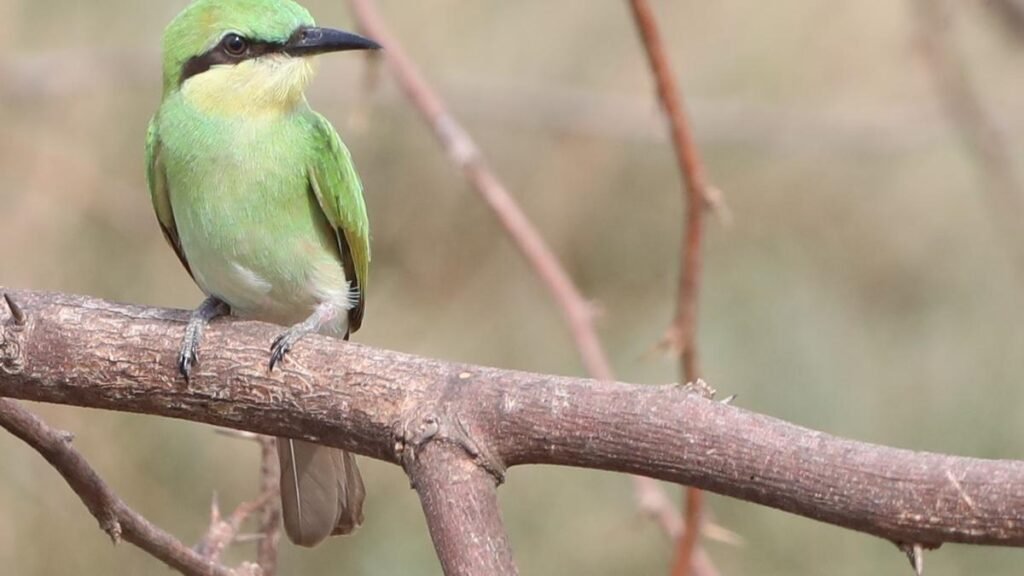 The spunky young green bee eaters in the peri urban patches of OMR
