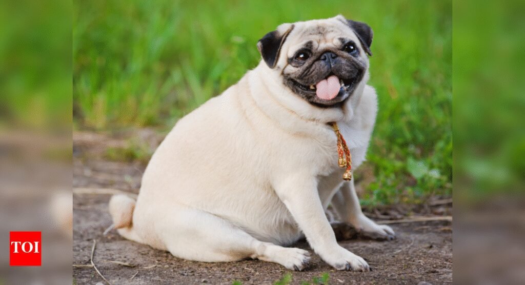 After Ozempic, is “Ozempup” on the way? Scientists explore weight-loss jabs for obese pet dogs-- All details here |