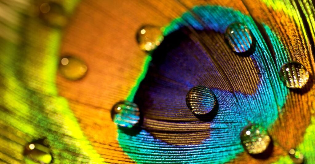 Peacock Feathers Are Stunning. They Can Also Emit Laser Beams