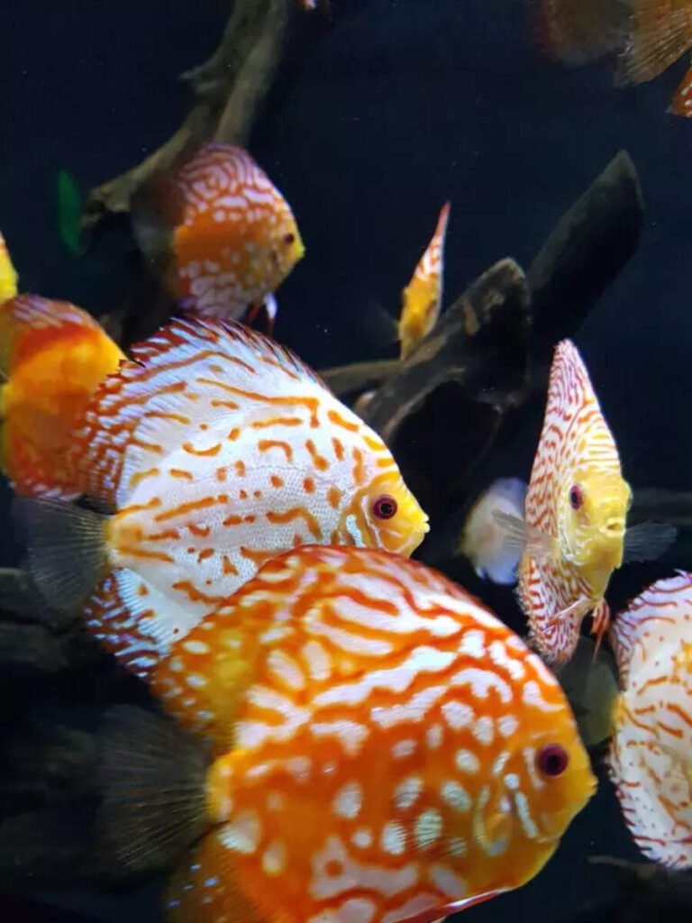 10 freshwater aquarium fish only experts should keep