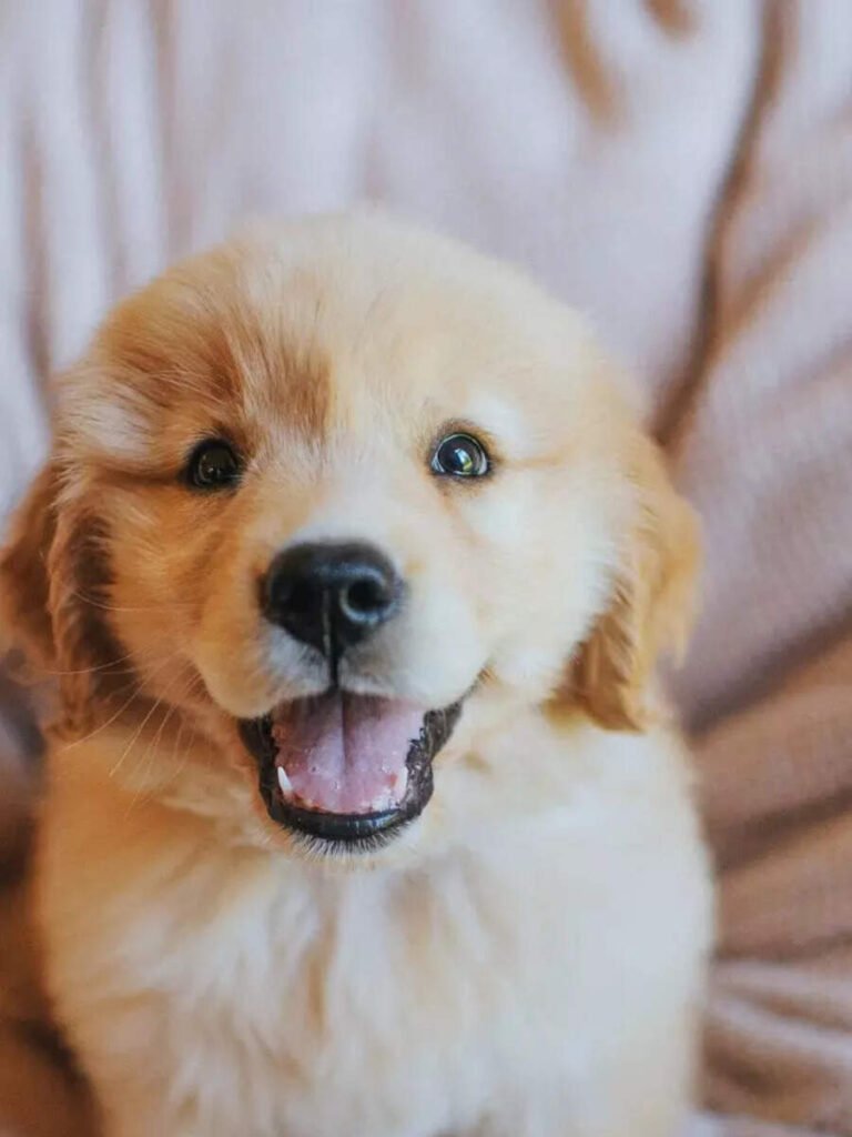 How to train a Labrador Retriever puppy: 10 easy steps