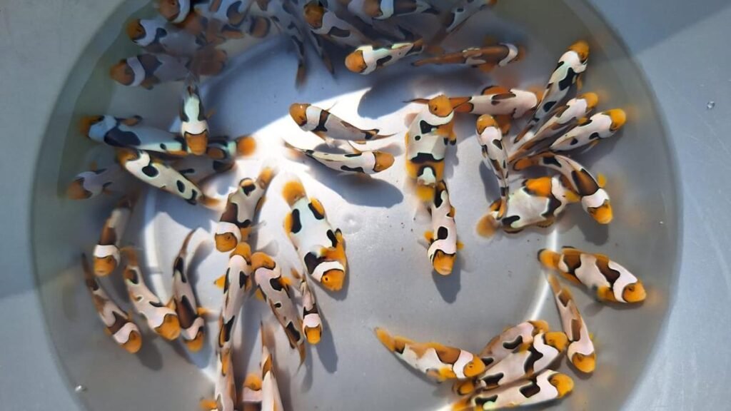 Scientists develop designer clownfish - The Hindu