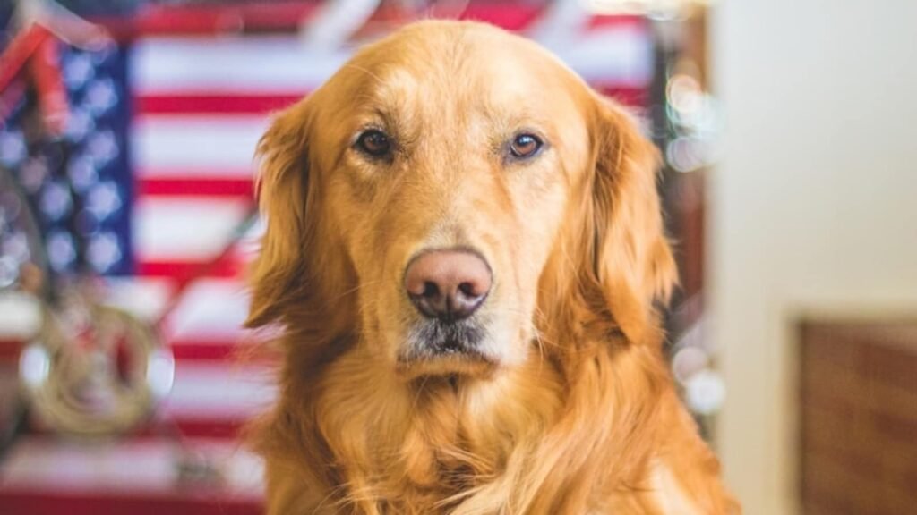 Who is Laura Lee Yourex? California woman accused of illegally registering her dog to vote; facing felony charges